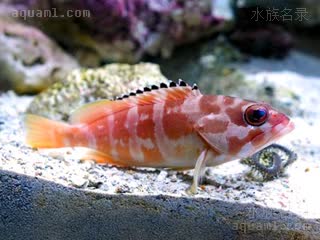 玫瑰斑 Epinephelus fasciatus 横条石斑鱼  水族箱内状态