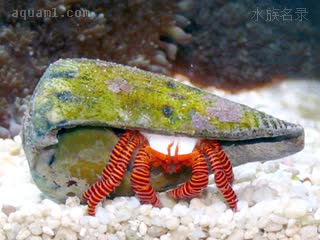红斑节寄居蟹 Ciliopagurus strigatus 沟纹纤毛寄居蟹  喜好芋螺科/Conidae的螺壳