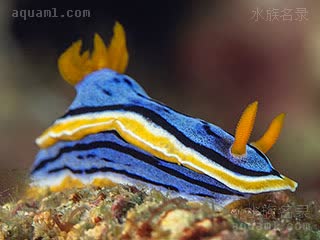 蓝丝海牛 Chromodoris annae 安娜多彩海牛[暂]  侧面 - 舒展状