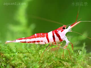 可乐虾 Caridina woltereckae 沃特芮珂氏米虾[暂]  偏鲜红个体