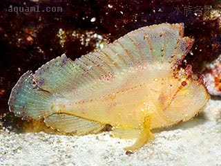 济公 Taenianotus triacanthus 三棘带鲉  浅黄个体