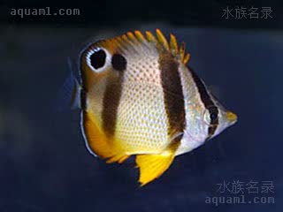 马利蝴蝶鱼 - 南非蝶(幼体) Chaetodon marleyi(J)