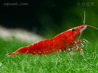 Neocaridina davidi Neocaridina davidi cv.'fire red'  (极火虾)