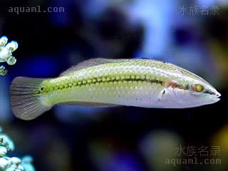 Halichoeres bicolor 双色海猪鱼