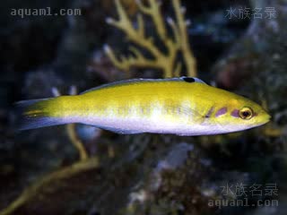 蓝头龙 Thalassoma bifasciatum 双带锦鱼 亚成(1) 有两种色型，雌雄皆有，一种为眼后有两个矩形色斑