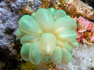 Plerogyra sinuosa Plerogyra sinuosa var.green  (绿气泡珊瑚)