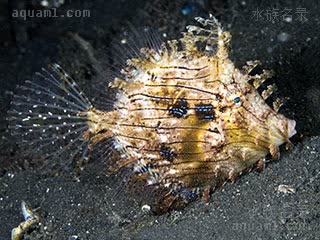 龙须炮弹 Chaetodermis penicilligerus 单棘棘皮鲀 成鱼 成体与幼鱼基本一致