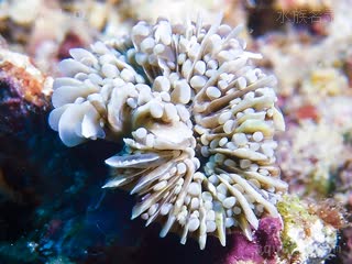 塔塔火柴珊瑚 Euphyllia cristata 联合真叶珊瑚[暂]  触手粗短，隔片突出是其特点