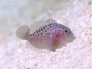 东非腰果 Caracanthus madagascariensis 马达加斯加头棘鲉 幼鱼 