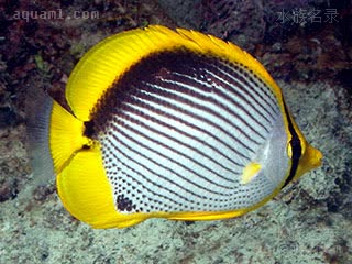 曙光蝶 Chaetodon melannotus 黑背蝴蝶鱼 成鱼 成鱼体色与幼鱼一致，尾柄黑斑变小，体型较幼鱼长