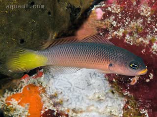 Pseudochromis pylei 派尔氏拟雀鲷