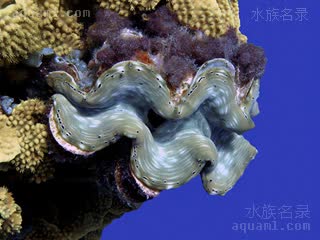 吉格斯五爪贝 Tridacna gigas 大砗磲  可侧面附着于基质