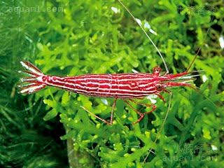 苏拉威西木纹虾 Caridina striata 线纹米虾[暂]  背部