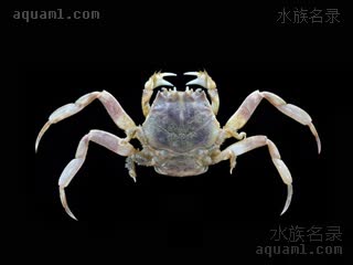 伪装海葵蟹 Dorippoides facchino 伪装仿关公蟹 雌蟹 雌性体型稍小，螯足均对称