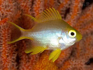 黄金雀 Amblyglyphidodon aureus 金凹牙豆娘鱼 幼鱼 身体呈白色，黄色部分由鱼鳍开始向身体扩散
