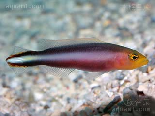 Pseudochromis bitaeniatus 双带拟雀鲷