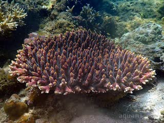  Acropora millepora 多孔鹿角珊瑚  红褐色个体