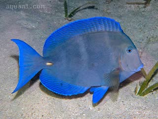 紫蓝吊 Acanthurus coeruleus 蓝刺尾鱼 成鱼(3) 