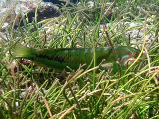 海草龙 Novaculoides macrolepidotus 大鳞似美鳍鱼  喜欢藏匿于水草中