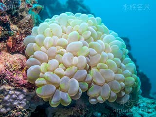  Plerogyra sinuosa 泡囊珊瑚  中型群体