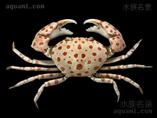  Liagore rubromaculata 红斑斗蟹  标本