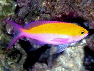 双色拟花鮨
双色海金鱼(雌) Pseudanthias bicolor(F)