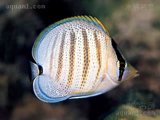 夏威夷虎皮蝶 Chaetodon multicinctus 多带蝴蝶鱼 幼鱼 