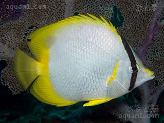 鳍斑蝶 Chaetodon ocellatus 鳍斑蝴蝶鱼 成鱼 