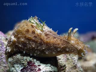 截尾食苔海猪 Dolabella auricularia 截尾海鹿兔[暂]  海缸中状态