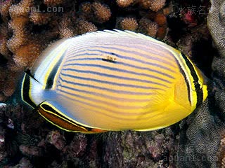 太平洋冬瓜蝶 Chaetodon lunulatus 弓月蝴蝶鱼 成鱼 