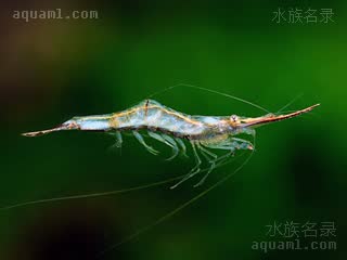 印度红鼻虾 Caridina gracilirostris 细额米虾[暂]  游动状态