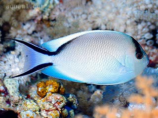 红海虎皮王 Genicanthus caudovittatus 纹尾月蝶鱼 雌鱼 