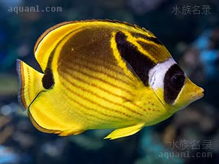 新月蝴蝶鱼 - 月眉蝶 Chaetodon lunula