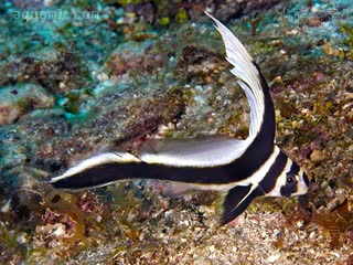 罗宾汉 Equetus punctatus 斑高鳍䱛 亚成(1) 