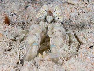 斑马螳螂虾 Lysiosquillina maculata 斑琴虾蛄  伪装于沙地