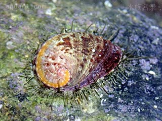 Haliotidae Haliotis diversicolor