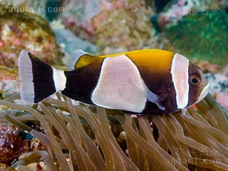  Amphiprion latezonatus 宽带双锯鱼 亚成 