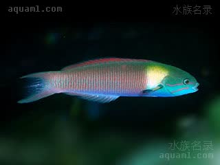 彩虹龙 Thalassoma amblycephalum 钝头锦鱼 雄鱼 头部为绿色，其后为黄色，身体后部上下半部体色相同