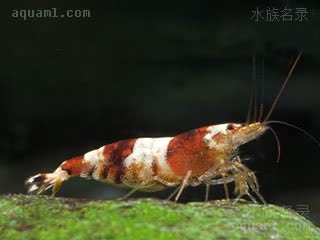 白头蜜蜂虾 Caridina maculata 斑节米虾  其他色型表现