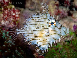 龙须炮弹 Chaetodermis penicilligerus 单棘棘皮鲀 幼鱼 