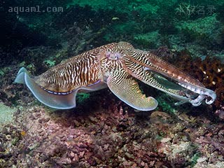 Cephalopoda Sepia pharaonis