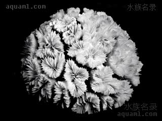 塔塔火柴珊瑚 Euphyllia cristata 联合真叶珊瑚[暂]  标本，骨骼呈低矮圆顶状