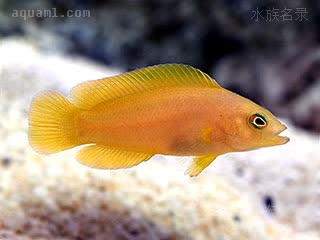 黄草莓 Pseudochromis fuscus 褐拟雀鲷 幼鱼 