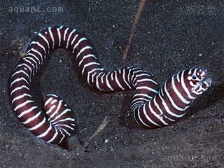 Anguilliformes Gymnomuraena zebra