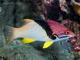 三色狐 Bodianus mesothorax 中胸普提鱼 成鱼 身体前部紫红色，后部浅黄色，交界处有黑色色带