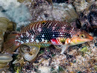 紫肚豹龙 Halichoeres nebulosus 星云海猪鱼 雄鱼 眼下有橙色至粉色的斑