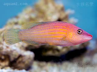 八带拟唇鱼 - 八线狐 Pseudocheilinus octotaenia