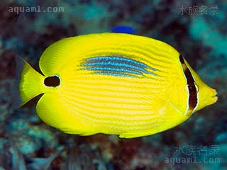 蓝斑蝶 Chaetodon plebeius 四棘蝴蝶鱼 成鱼 