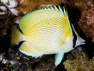 密点蝴蝶鱼 - 胡麻蝶 Chaetodon citrinellus