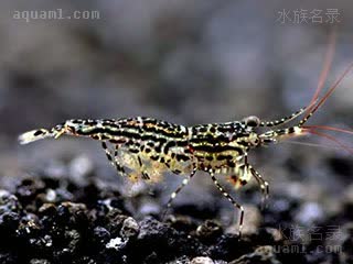 苏拉威西星空虾 Caridina poso 波索米虾 雌虾 抱卵状态